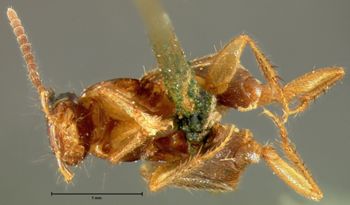 Media type: image; Entomology 34095   Aspect: habitus ventral view